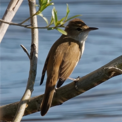 Acrocephalus australis (Australian Reed-Warbler) at Fyshwick, ACT - 1 Oct 2024 by RomanSoroka