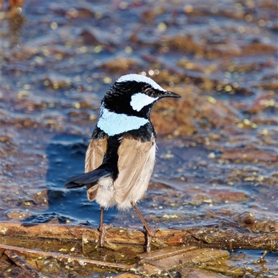 Malurus cyaneus (Superb Fairywren) at Fyshwick, ACT - 1 Oct 2024 by RomanSoroka