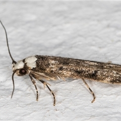 Endrosis sarcitrella (White-shouldered House Moth) at Melba, ACT - 13 Oct 2024 by kasiaaus