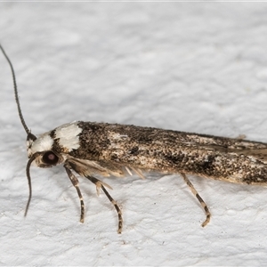 Endrosis sarcitrella at Melba, ACT - 13 Oct 2024 08:22 PM