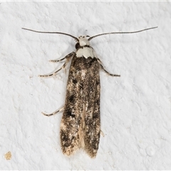 Endrosis sarcitrella at Melba, ACT - 13 Oct 2024 08:22 PM