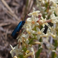 Pollanisus (genus) (A Forester Moth) at Bredbo, NSW - 11 Oct 2024 by JediNME