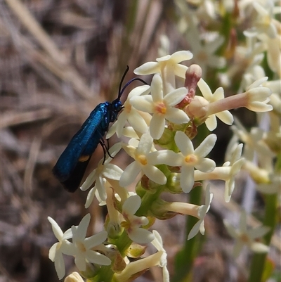 Pollanisus (genus) (A Forester Moth) at Bredbo, NSW - 11 Oct 2024 by JediNME