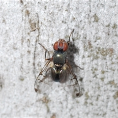 Platystomatidae (family) (Unidentified signal fly) at Collector, NSW - 12 Oct 2024 by Harrisi