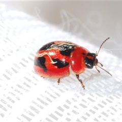 Peltoschema festiva (Leaf Beetle) at Gundaroo, NSW - 12 Oct 2024 by Harrisi