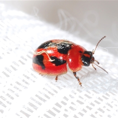 Peltoschema festiva (Leaf Beetle) at Gundaroo, NSW - 12 Oct 2024 by Harrisi