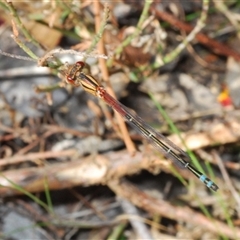 Xanthagrion erythroneurum (Red & Blue Damsel) at Gundaroo, NSW - 12 Oct 2024 by Harrisi