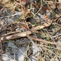 Xanthagrion erythroneurum at Gundaroo, NSW - 12 Oct 2024