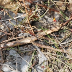 Xanthagrion erythroneurum at Gundaroo, NSW - 12 Oct 2024 02:04 PM