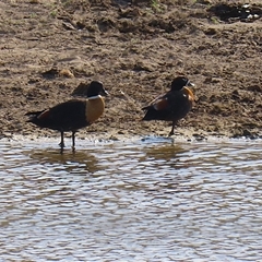 Tadorna tadornoides (Australian Shelduck) at Gordon, ACT - 13 Oct 2024 by RodDeb