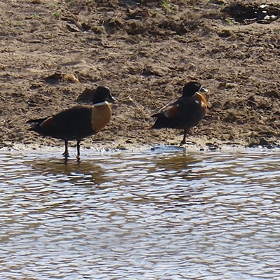 Tadorna tadornoides (Australian Shelduck) at Gordon, ACT - 13 Oct 2024 by RodDeb