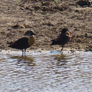 Tadorna tadornoides at Gordon, ACT - 13 Oct 2024