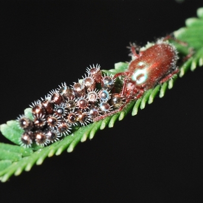 Rainbowia sp. (genus) (A mite) at O'Connor, ACT - 13 Oct 2024 by Harrisi