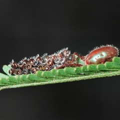 Rainbowia sp. (genus) at O'Connor, ACT - 13 Oct 2024