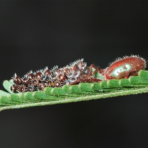 Rainbowia sp. (genus) at O'Connor, ACT - 13 Oct 2024