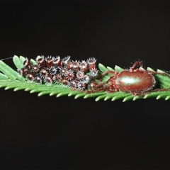 Rainbowia sp. (genus) at O'Connor, ACT - 13 Oct 2024