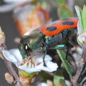 Castiarina octomaculata at O'Connor, ACT - 13 Oct 2024