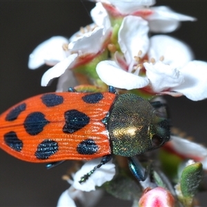 Castiarina octomaculata at O'Connor, ACT - 13 Oct 2024