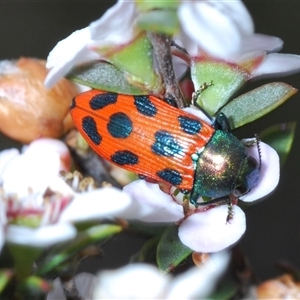 Castiarina octomaculata at O'Connor, ACT - 13 Oct 2024