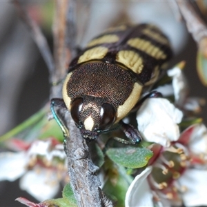 Castiarina decemmaculata at O'Connor, ACT - 13 Oct 2024