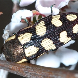 Castiarina decemmaculata at O'Connor, ACT - 13 Oct 2024