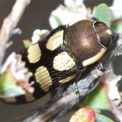 Castiarina decemmaculata at O'Connor, ACT - 13 Oct 2024