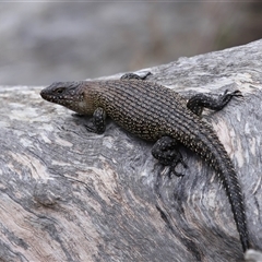 Egernia cunninghami (Cunningham's Skink) at Hackett, ACT - 5 Oct 2024 by TimL