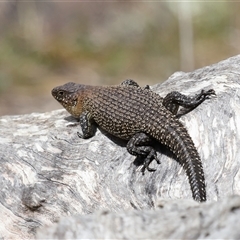 Egernia cunninghami at Hackett, ACT - 5 Oct 2024 01:00 PM