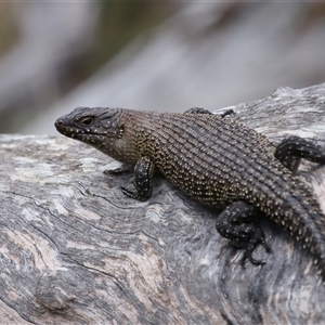 Egernia cunninghami at Hackett, ACT - 5 Oct 2024 01:00 PM