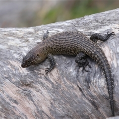 Egernia cunninghami at Hackett, ACT - 5 Oct 2024 01:00 PM