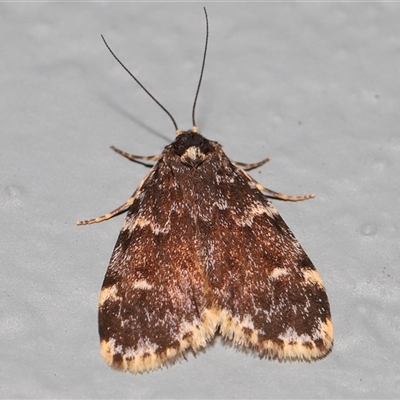 Halone coryphoea (Eastern Halone moth) at Acton, ACT - 4 Oct 2024 by TimL