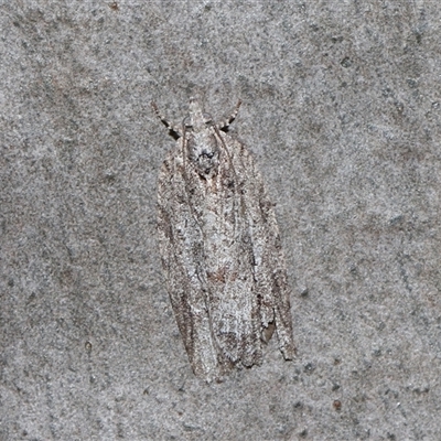 Acropolitis canana (A Tortricid moth) at Acton, ACT - 4 Oct 2024 by TimL