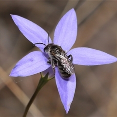 Lasioglossum (Chilalictus) lanarium (Halictid bee) at Hackett, ACT - 5 Oct 2024 by TimL