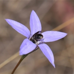 Lasioglossum (Chilalictus) lanarium at Hackett, ACT - 5 Oct 2024