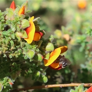 Unidentified Bee (Hymenoptera, Apiformes) at Bandiana, VIC by KylieWaldon