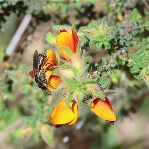 Unidentified Bee (Hymenoptera, Apiformes) at Bandiana, VIC by KylieWaldon