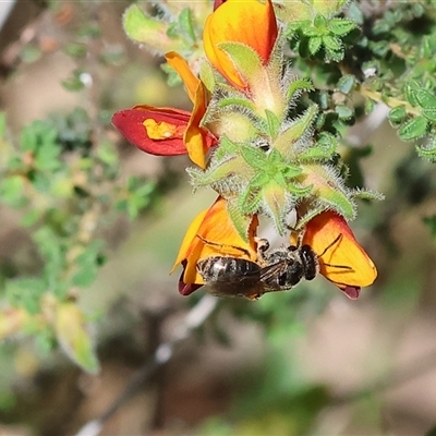 Unidentified Bee (Hymenoptera, Apiformes) at Bandiana, VIC - 12 Oct 2024 by KylieWaldon