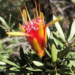 Lambertia formosa at Kungala, NSW - 11 Oct 2024 by donnanchris