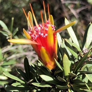 Lambertia formosa at Kungala, NSW - 11 Oct 2024