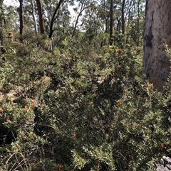 Lambertia formosa at Kungala, NSW - 11 Oct 2024