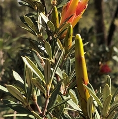 Lambertia formosa at Kungala, NSW - 11 Oct 2024