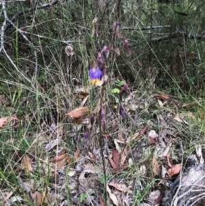 Dianella sp. at Kungala, NSW by donnanchris