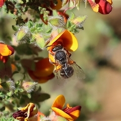 Unidentified Bee (Hymenoptera, Apiformes) at Bandiana, VIC - 12 Oct 2024 by KylieWaldon