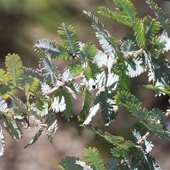 Acacia baileyana (Cootamundra Wattle, Golden Mimosa) at Bandiana, VIC - 13 Oct 2024 by KylieWaldon