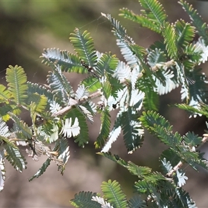 Acacia baileyana (Cootamundra Wattle, Golden Mimosa) at Bandiana, VIC by KylieWaldon