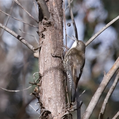 Cormobates leucophaea (White-throated Treecreeper) at Strathnairn, ACT - 17 Aug 2024 by TimL