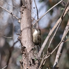 Cormobates leucophaea at Strathnairn, ACT - 17 Aug 2024