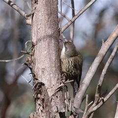 Cormobates leucophaea at Strathnairn, ACT - 17 Aug 2024