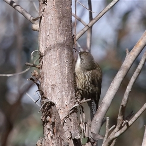 Cormobates leucophaea at Strathnairn, ACT - 17 Aug 2024