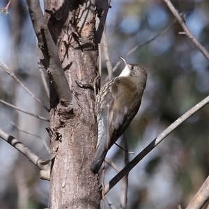 Cormobates leucophaea at Strathnairn, ACT - 17 Aug 2024